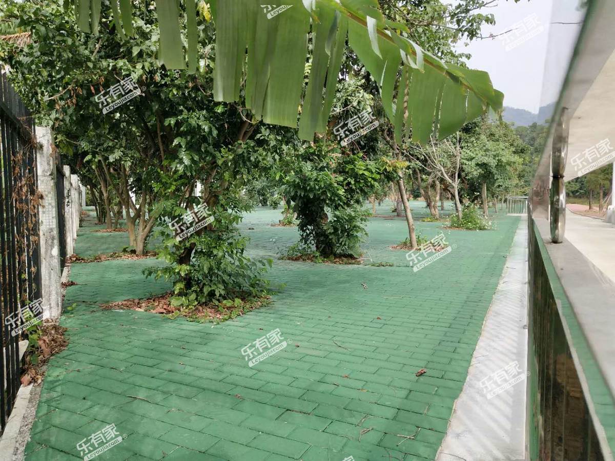 学校树林